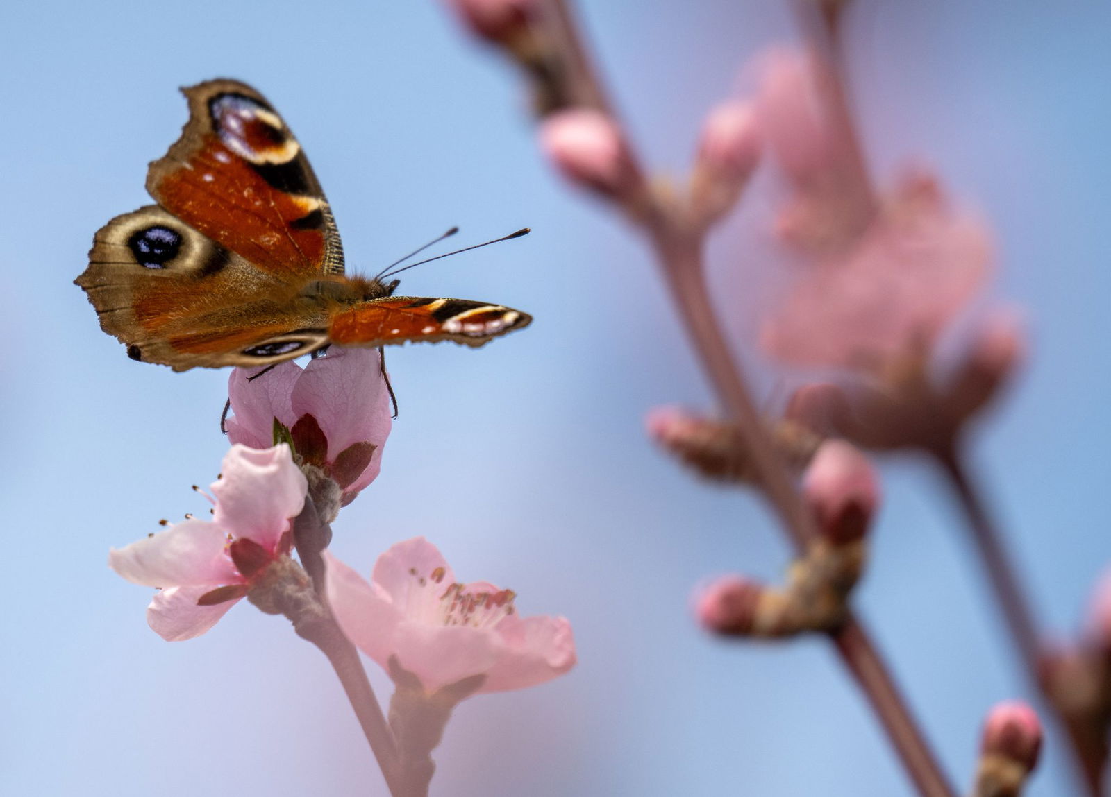 Die Blüte zeigt den Frühling an