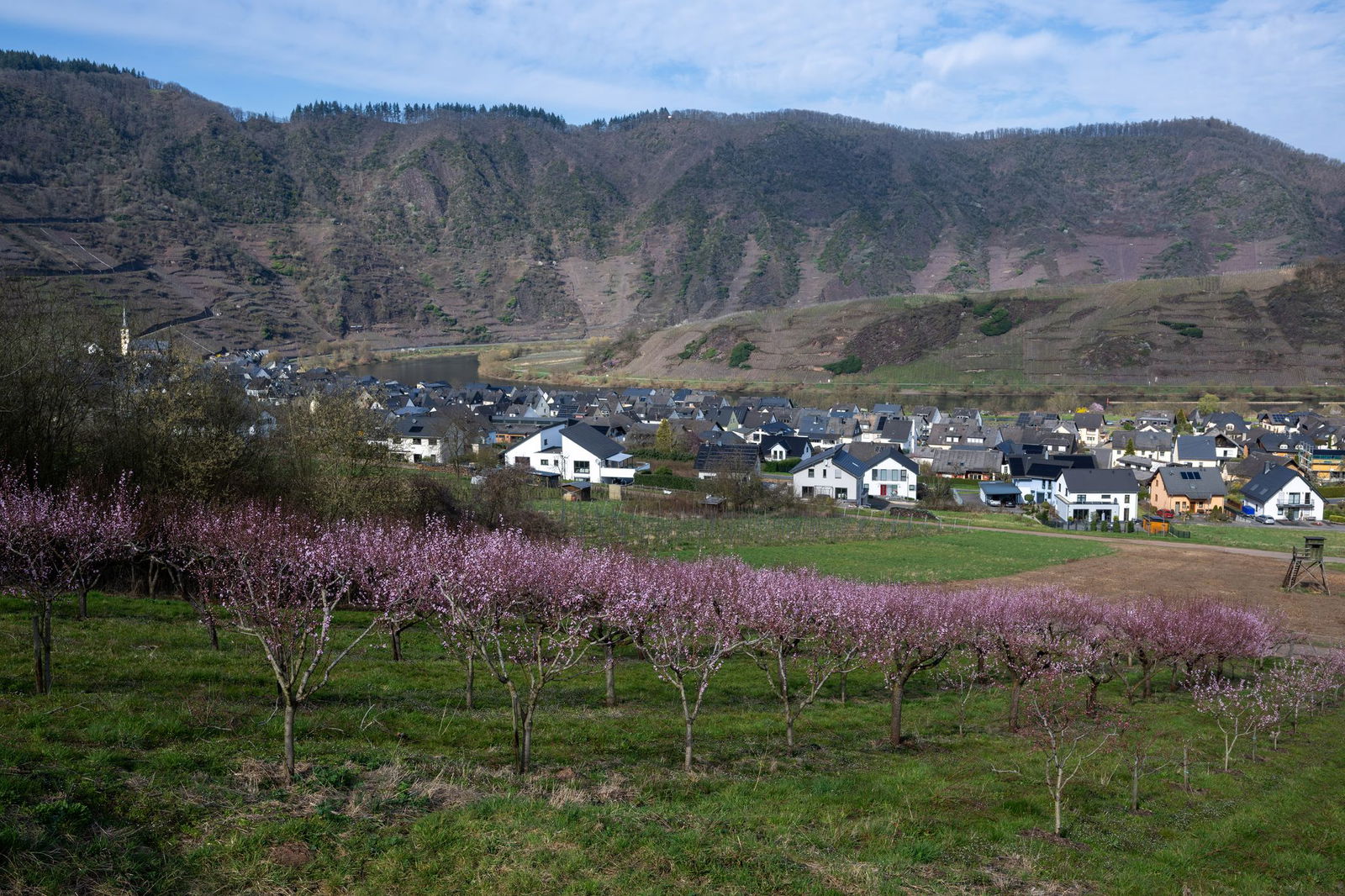 Die Bäume wachsen im Moseltal und am Fuße der Weinberge