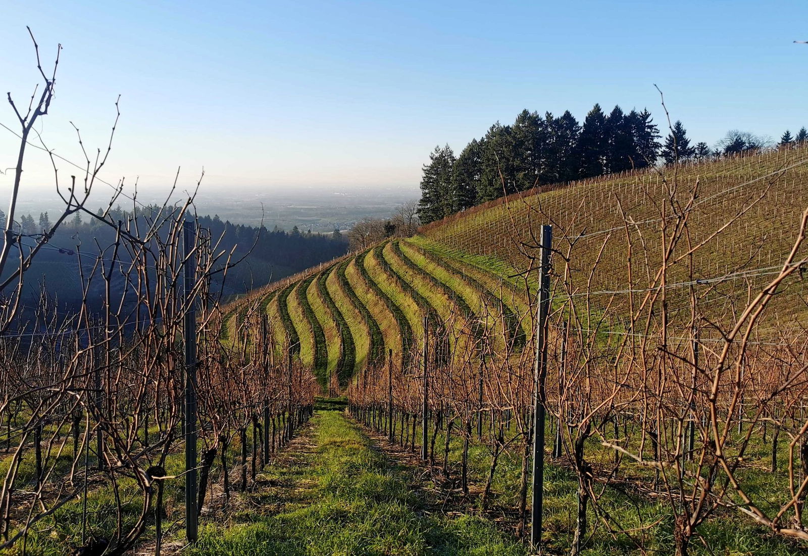 Fröste, Sturm und Hagel haben dem Wein im vergangenen Jahr stark zurgesetzt.(Archiv)
