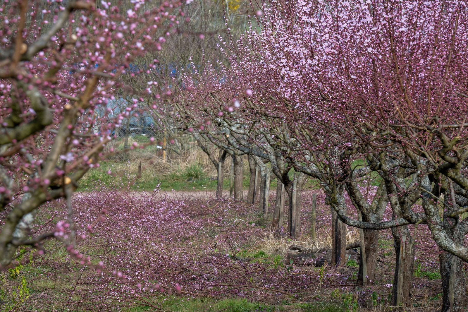 Die Römer haben den Pfirsich an die Mosel gebracht
