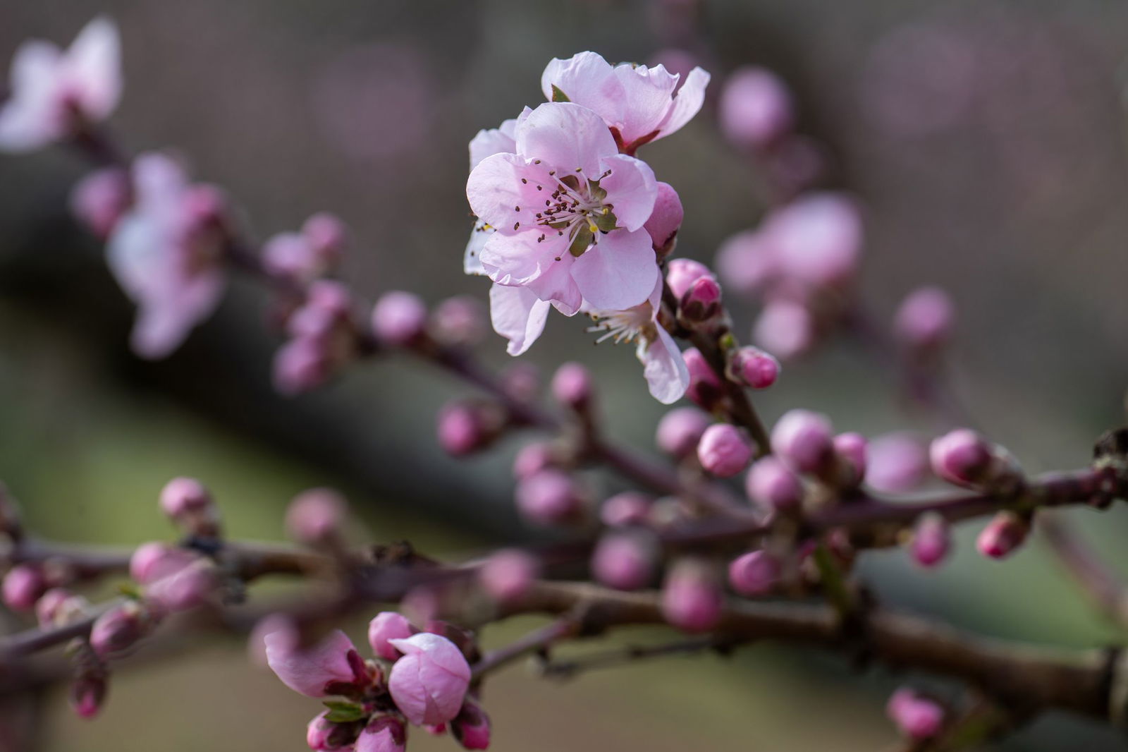 Noch ist die volle Blüte nicht erreicht