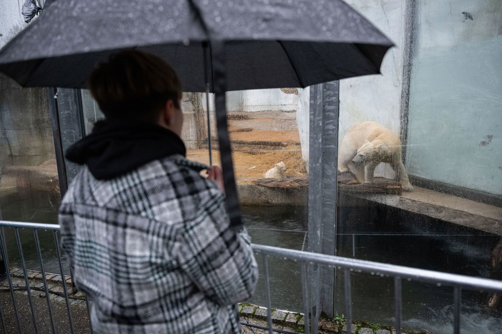 Im Regen zu Mika - Besucher dürfen das Eisbär-Baby sehen.
