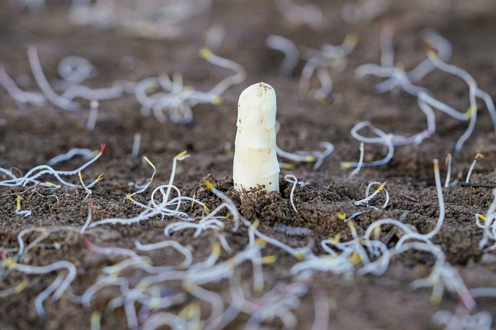 Spargel gibt es bald wieder.