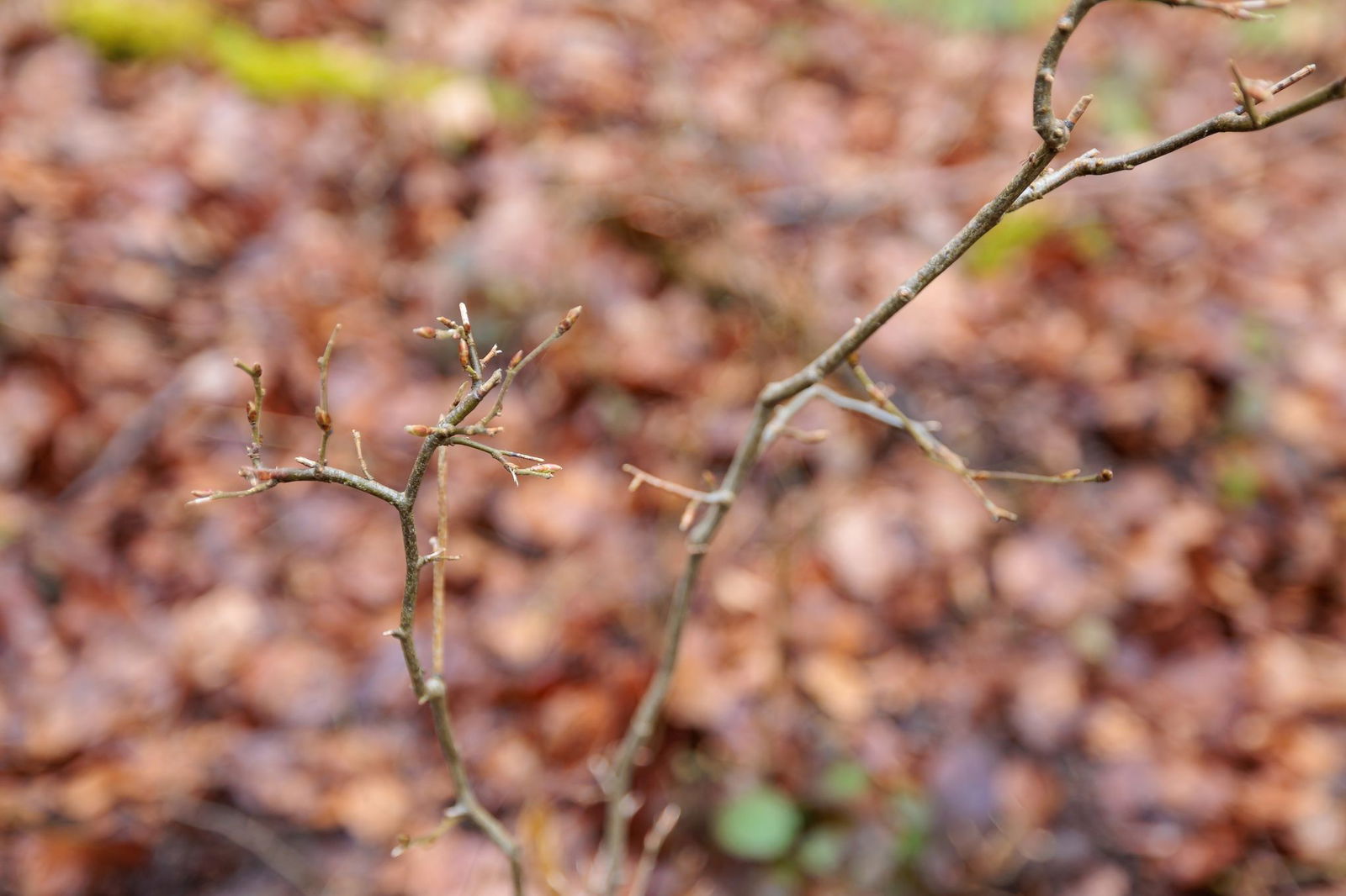 Gerade Edelhölzer stehen auf dem Speiseplan der Rehe. 