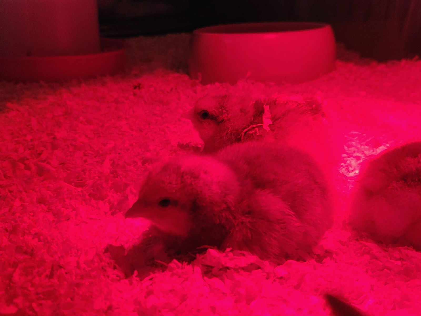 Nach dem Schlüpfen genießen die Küken die Wärme einer Rotlichtlampe im Museum.