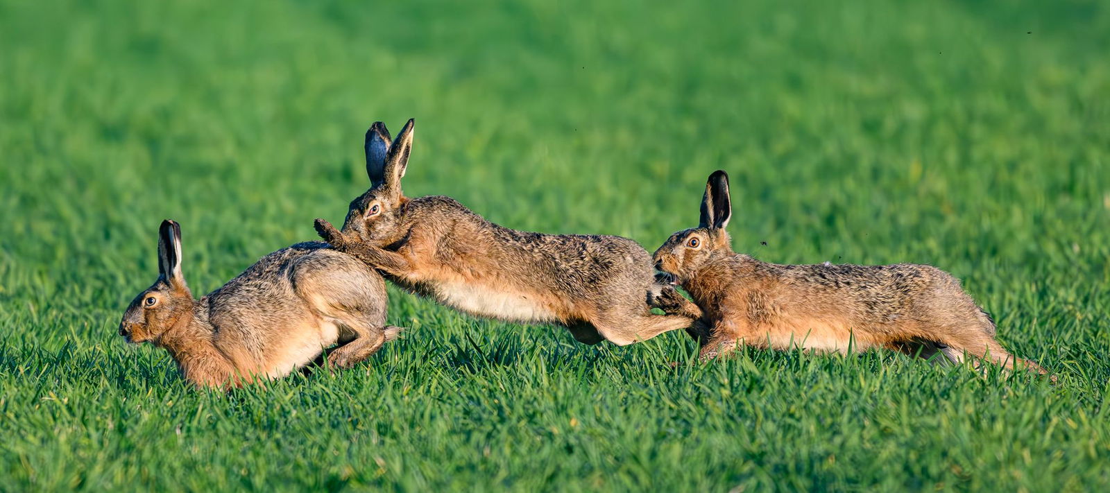 Hasenhoch in Rheinland-Pfalz: Es gibt 20 Prozent mehr Langohren als 2023. (Archivfoto)