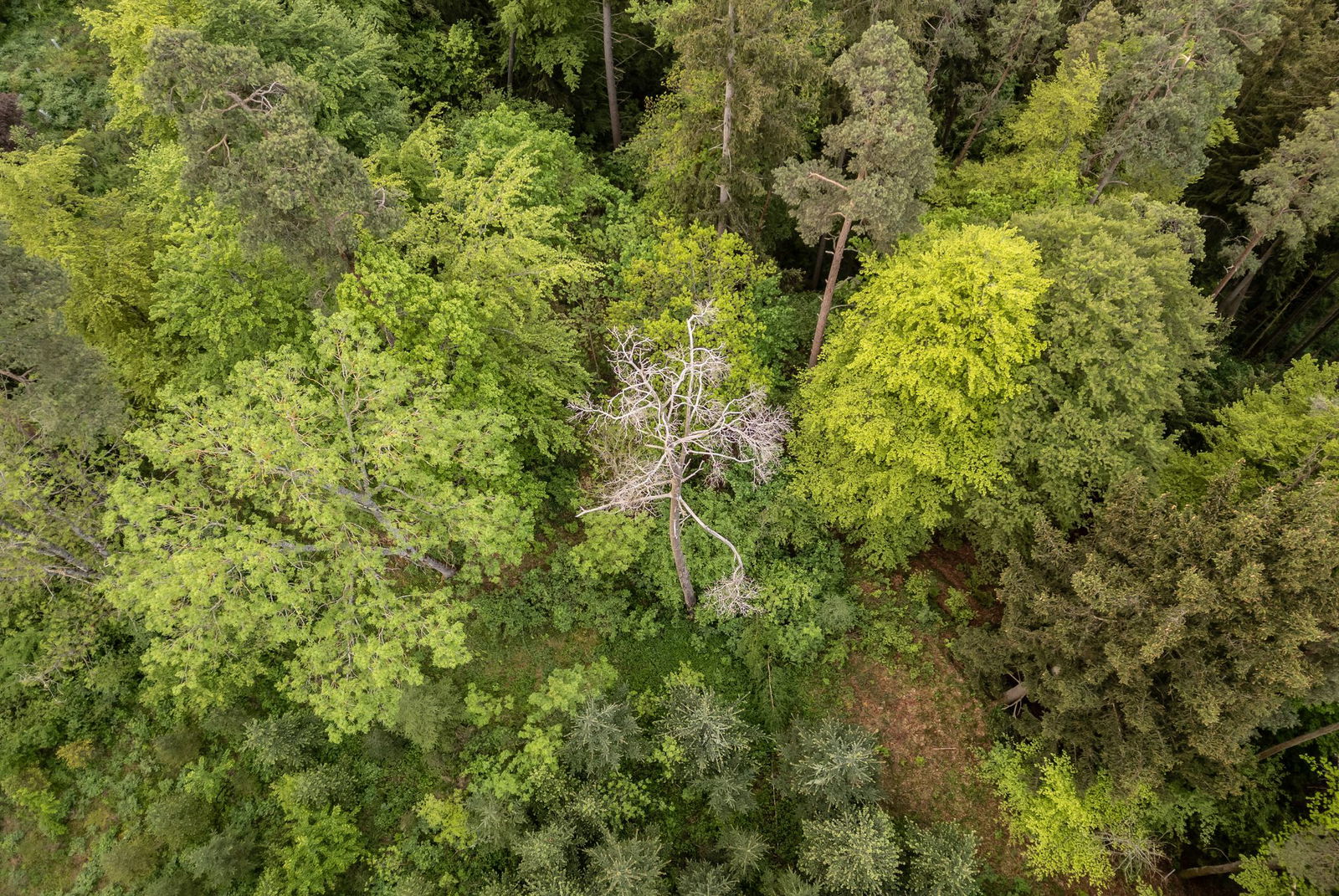 Der Wald hat derzeit ausreichend Wasser. (Archivbild)