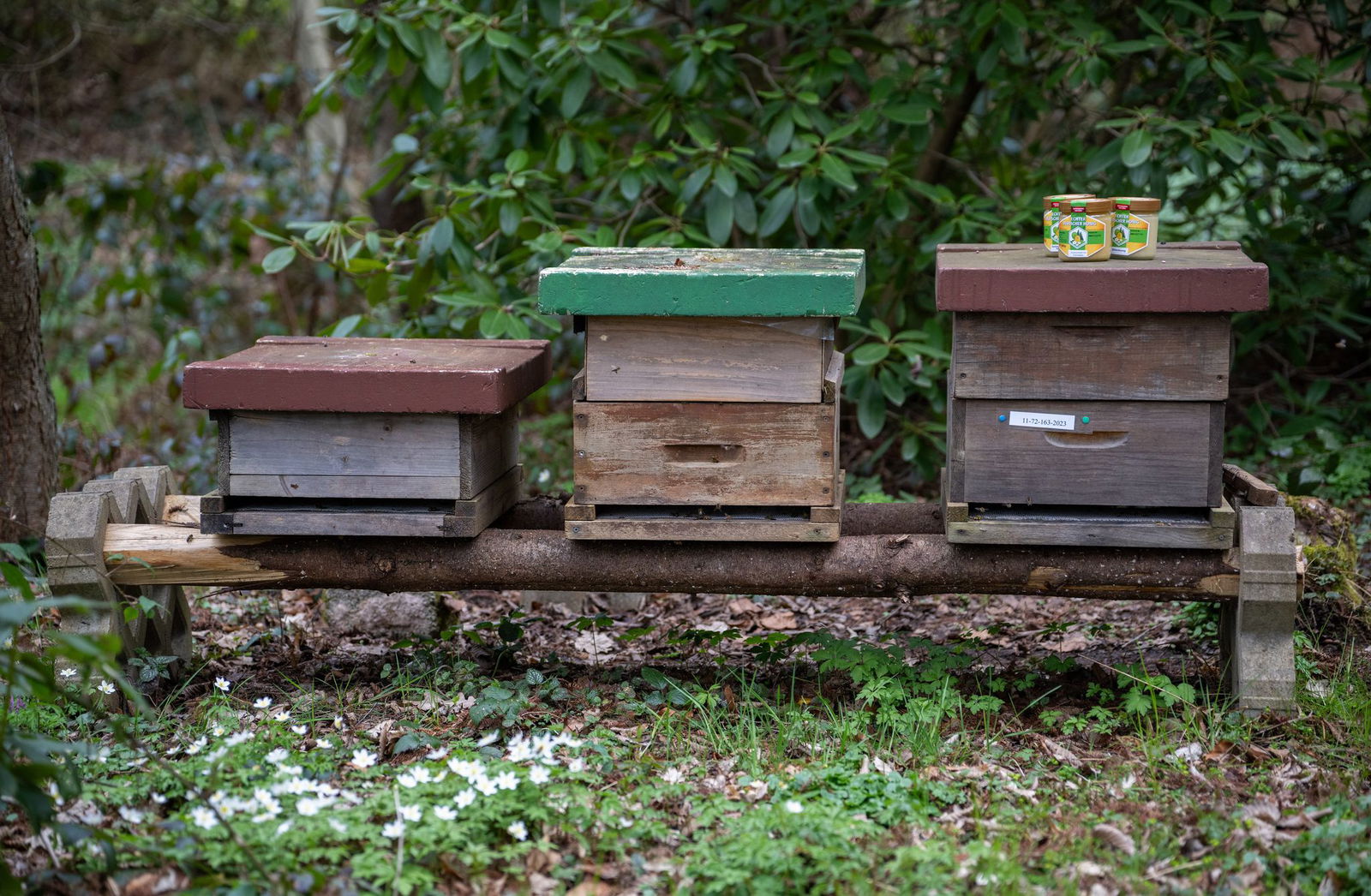 Je nach Standort des Bienenvolkes schmecken Honige ganz verschieden.