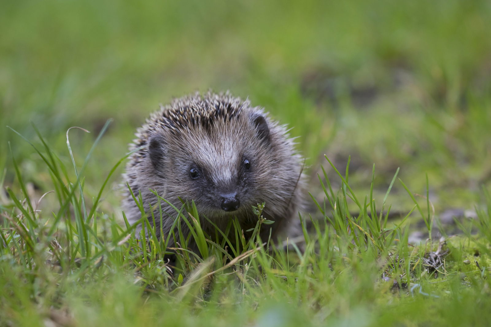 Igel auf Rasen