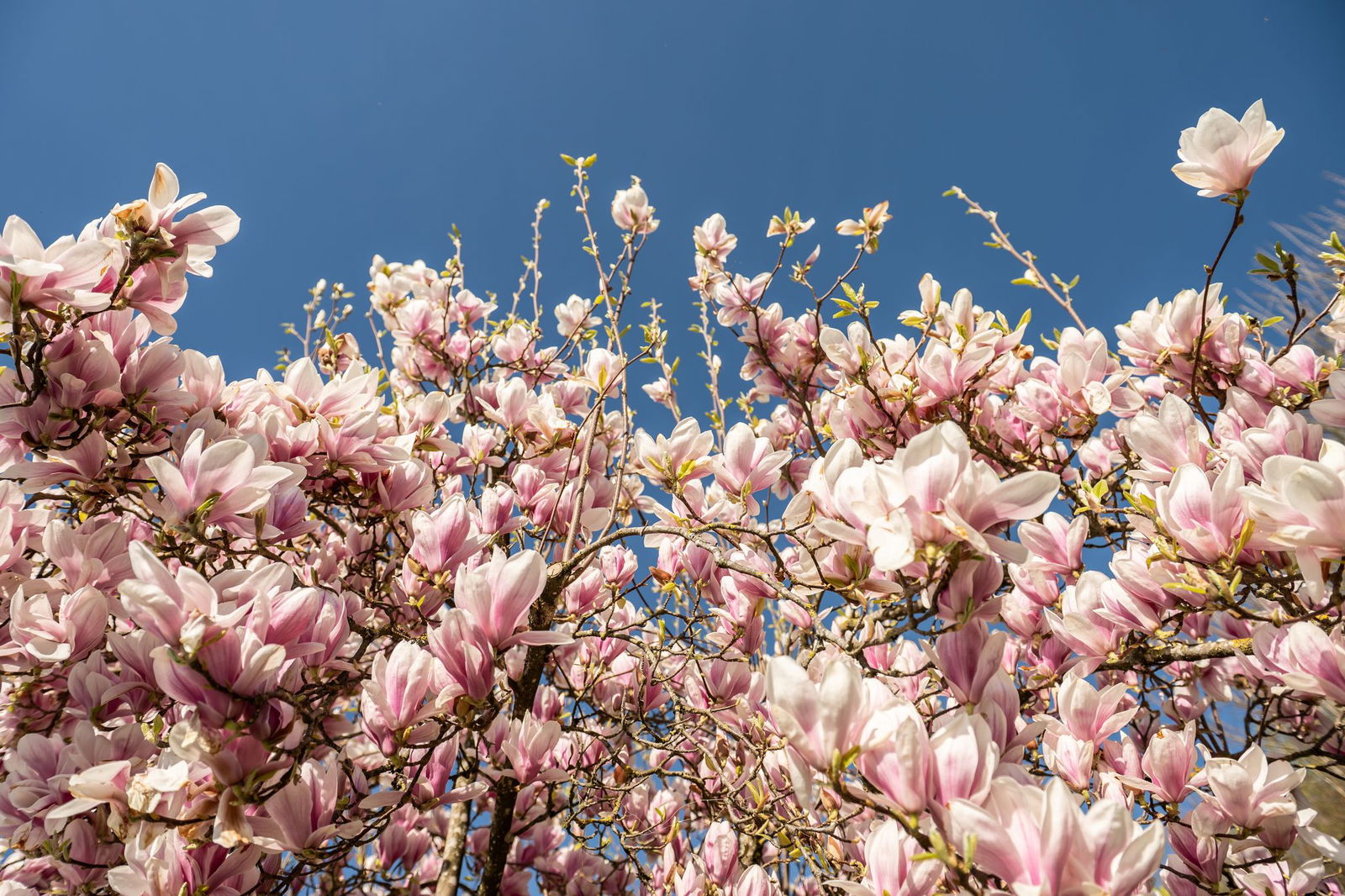 Zum Wochenende bleibt es zunächst sonnig, dann gibt es vereinzelt Regenschauer. Die Temperaturen steigen auf 25 Grad. (Archivbild)