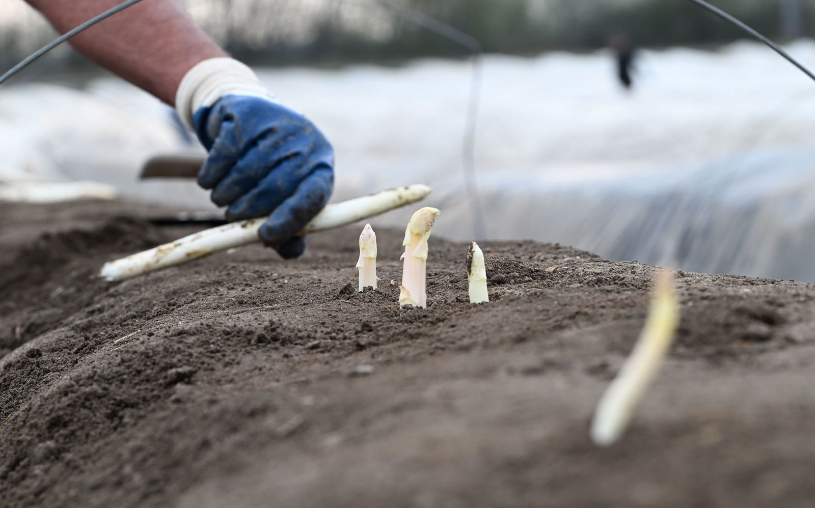 Regionalen Spargel gibt es laut Experten zum Osterfest in ganz Baden-Württemberg. (Archivbild)