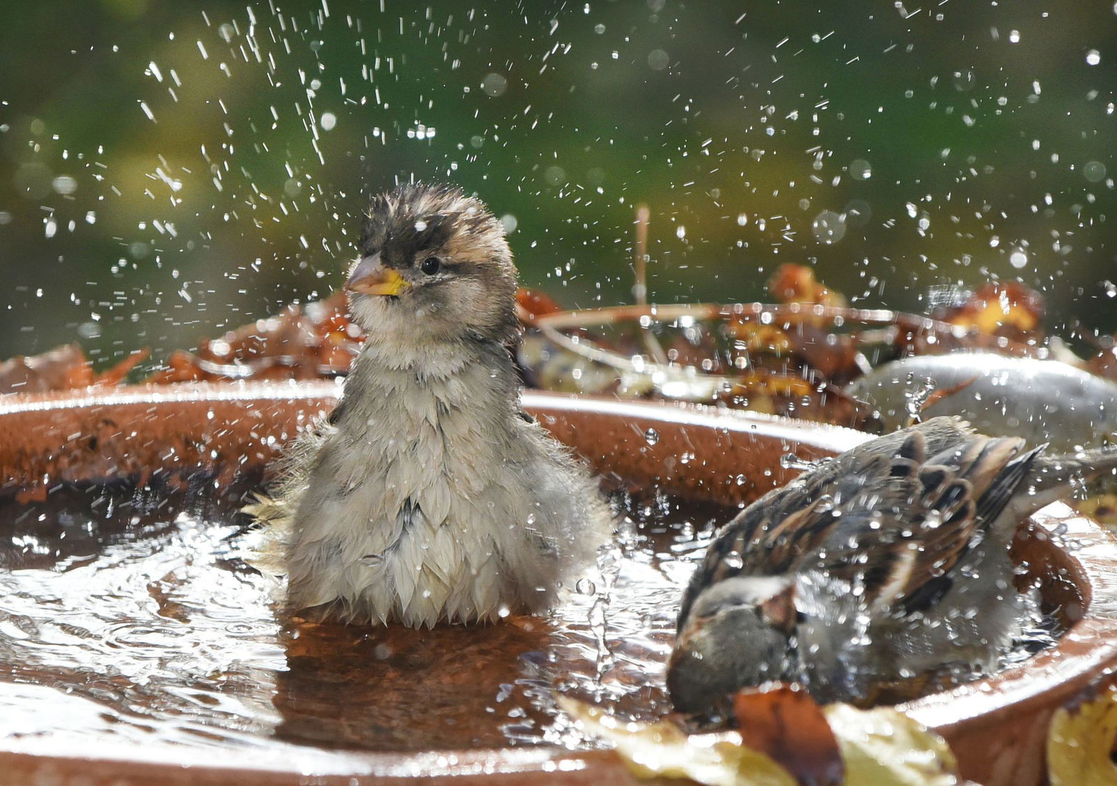 Mit Wasserschalen kann man Vögeln helfen. (Archivbild)
