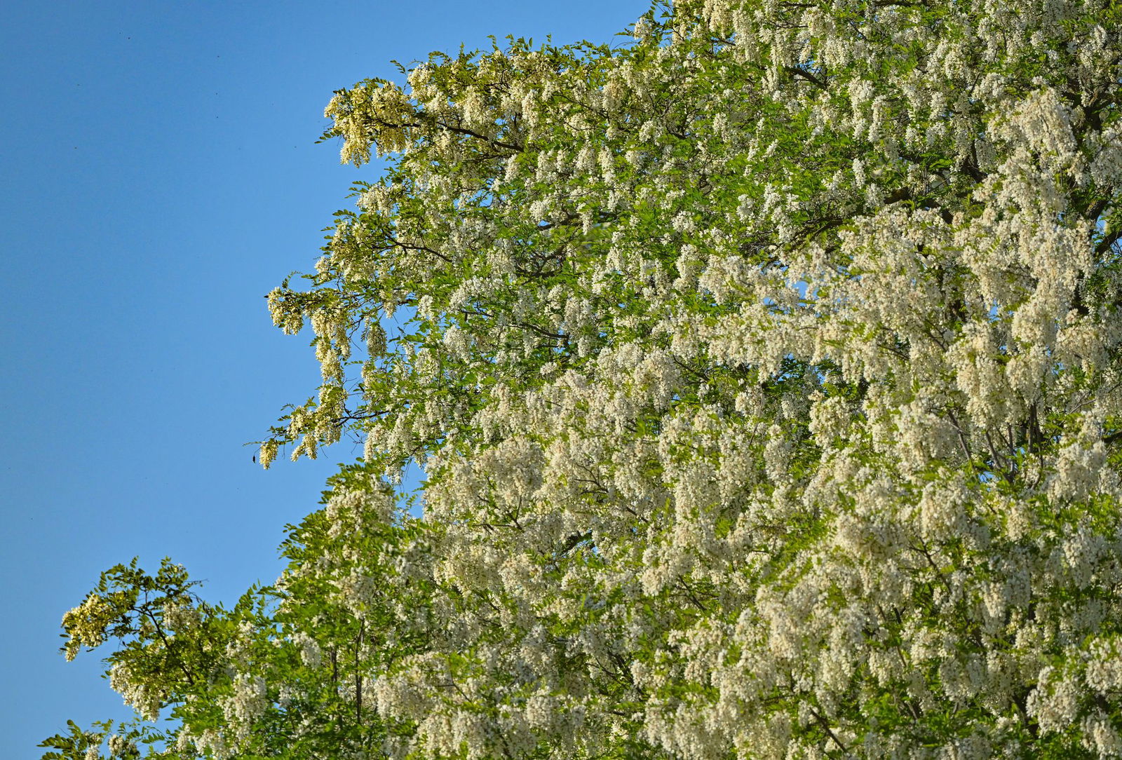 Robinien halten auch Hitze in Städten aus. 