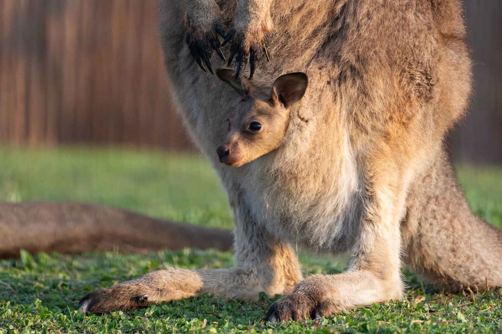 Das Jungtier wurde wahrscheinlich im vergangenen September geboren, es dauert aber noch etwas, bis es aus dem Beutel kommen wird. (Handout)  