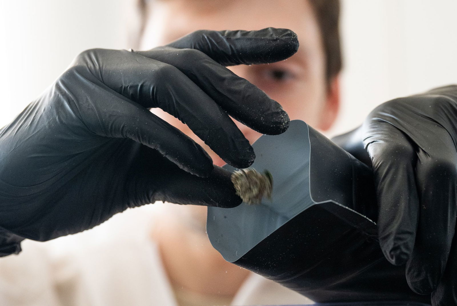 Cannabis-Blüten werden in Wörrstadt in Tüten verpackt an Clubmitglieder gegeben. 