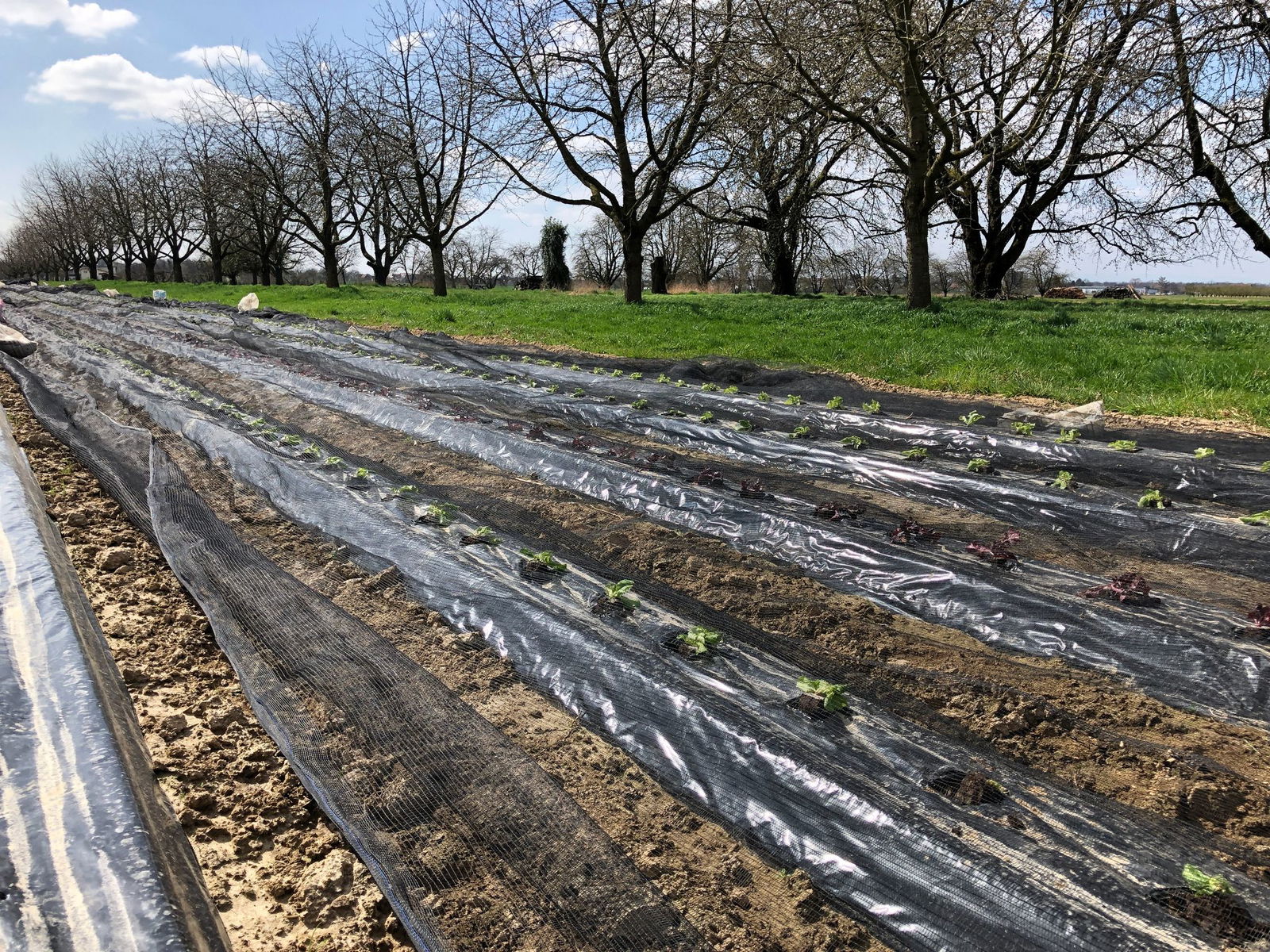 Behörden erleichtern in einigen Regionen Baden-Württembergs den Abschuss von Saatkrähen. 