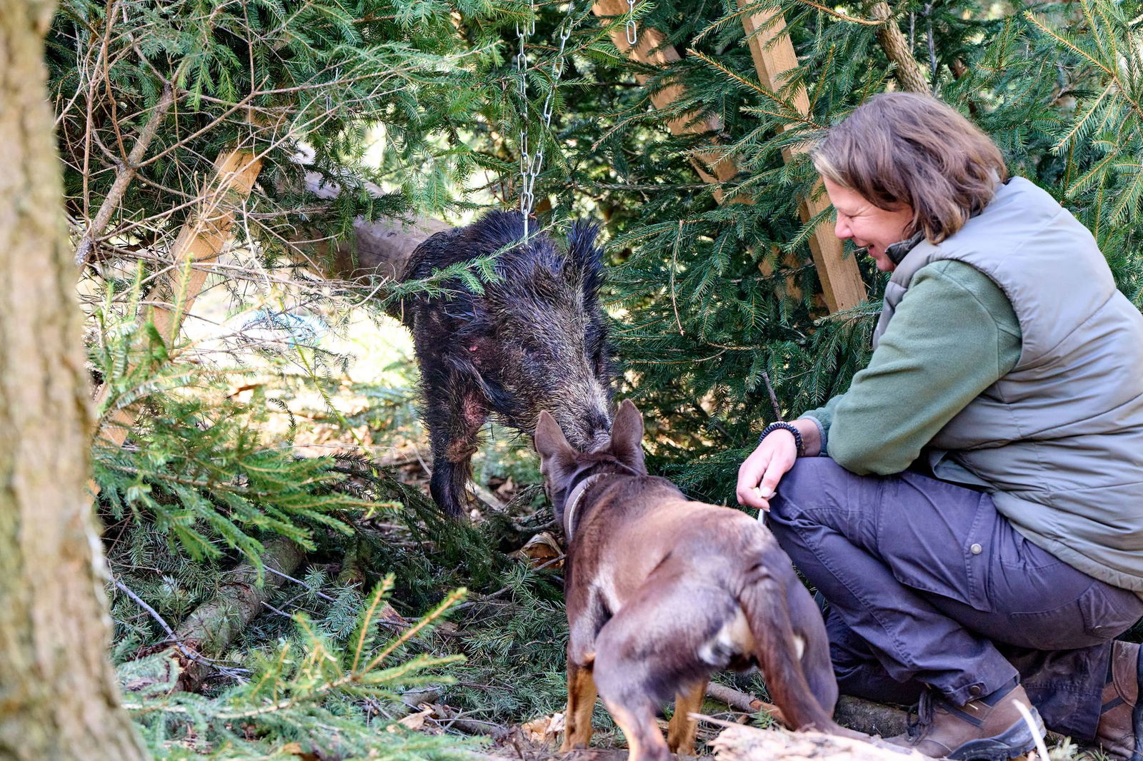 Die «Wildschwein-Pendelsau» ist eine der Stationen, an denen die Eignung der künftigen Kadaver-Spürhunde getestet wird. 