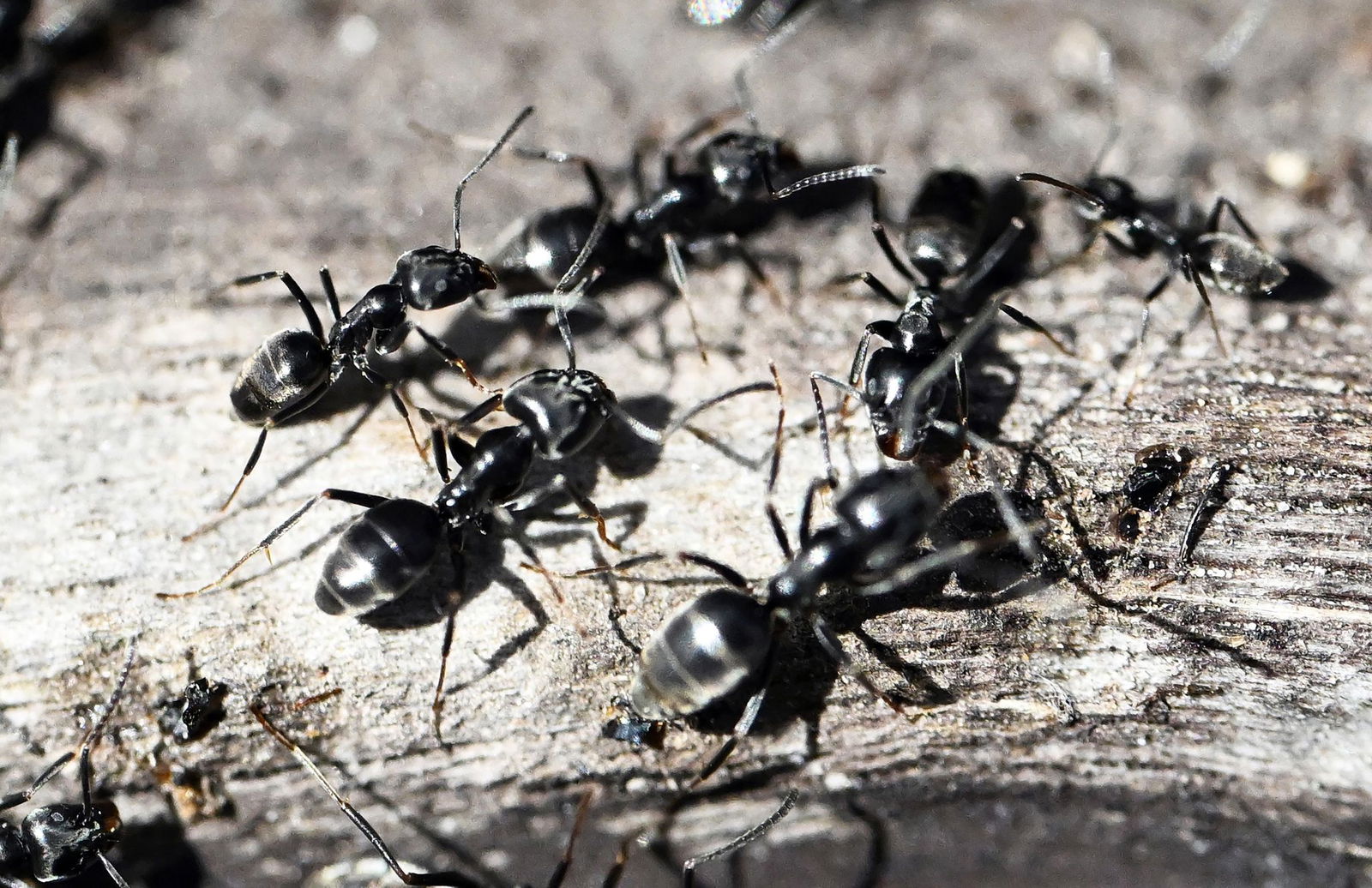 Die Ameisen der Art «Tapinoma magnum» sind vergleichsweise klein. 