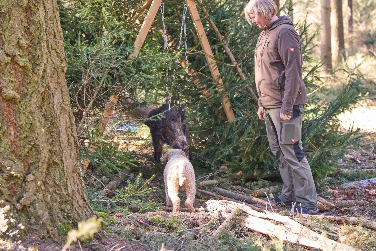 Wenn die Hunde an der «Wildschwein-Pendelsau» anschlagen, aber nicht angreifen, haben sie den Eignungstest bestanden. 