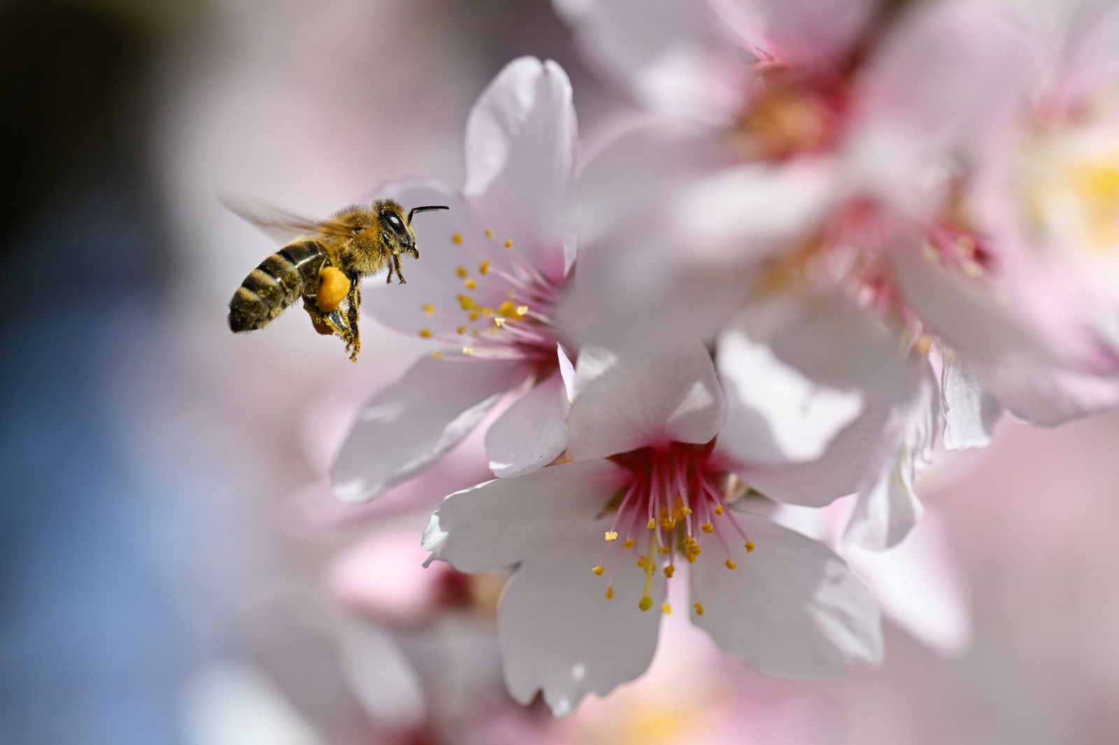 März bringt frühlingshaftes Wetter. (Archivbild)