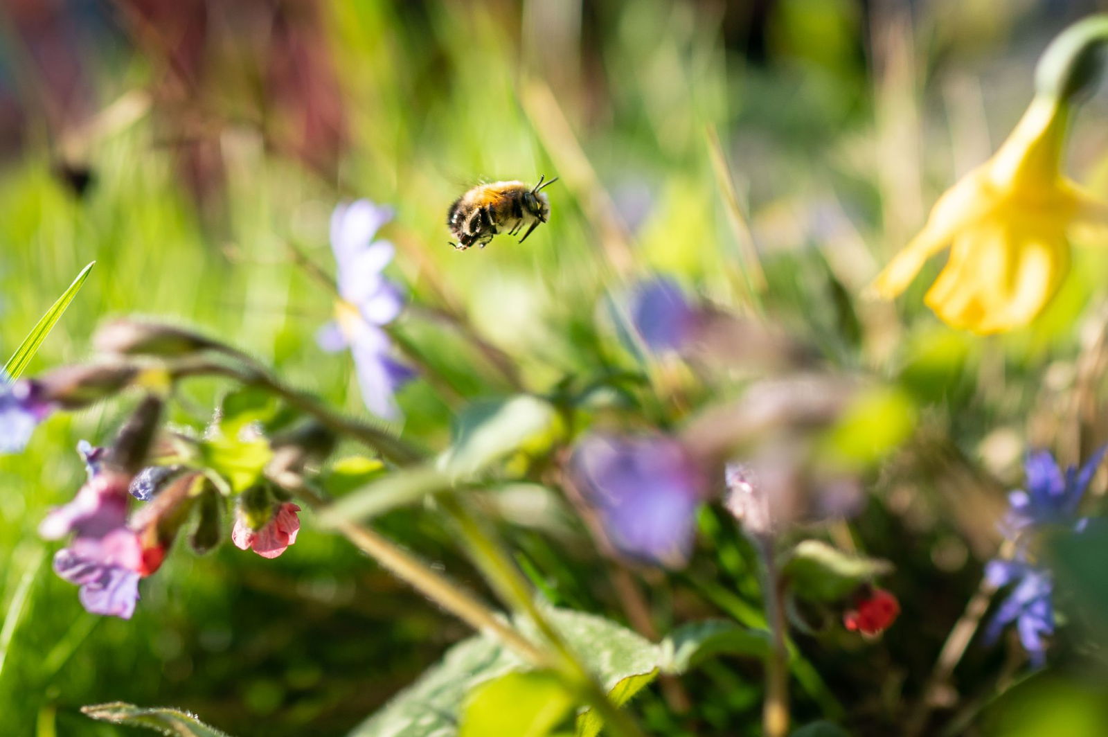 Sich an der bunten Natur freuen statt zu mähen - dafür wirbt die Aktion «mähfreier Mai»
