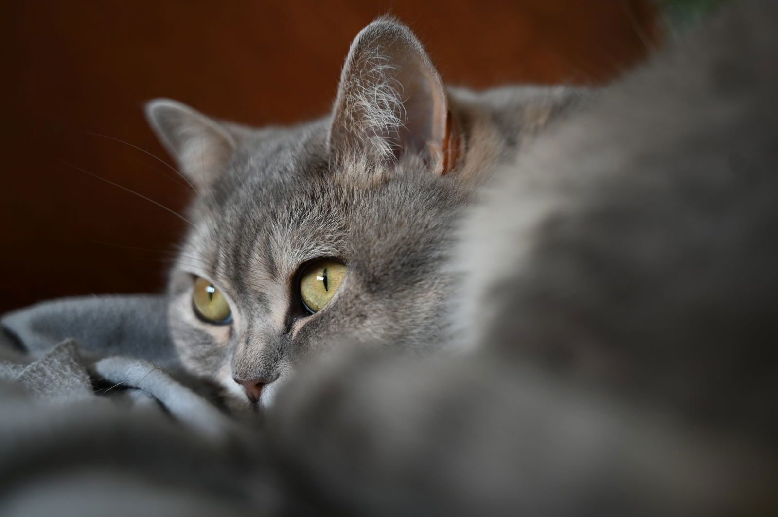 In Blaubeuren sind vier Katzen mutmaßlich vergiftet worden. (Symbolbild)