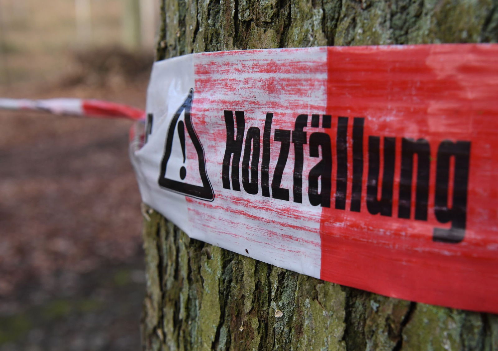 Ein Mann ist beim Baumfällen verletzt worden. (Symbolbild)