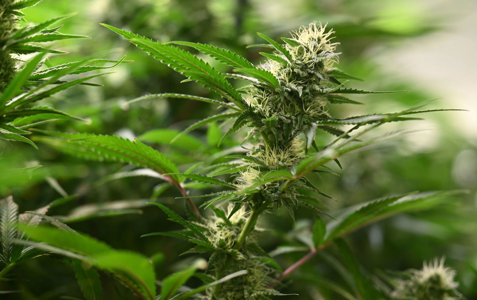 Union und SPD haben sich beim Thema Cannabis geeinigt. (Symbolbild)