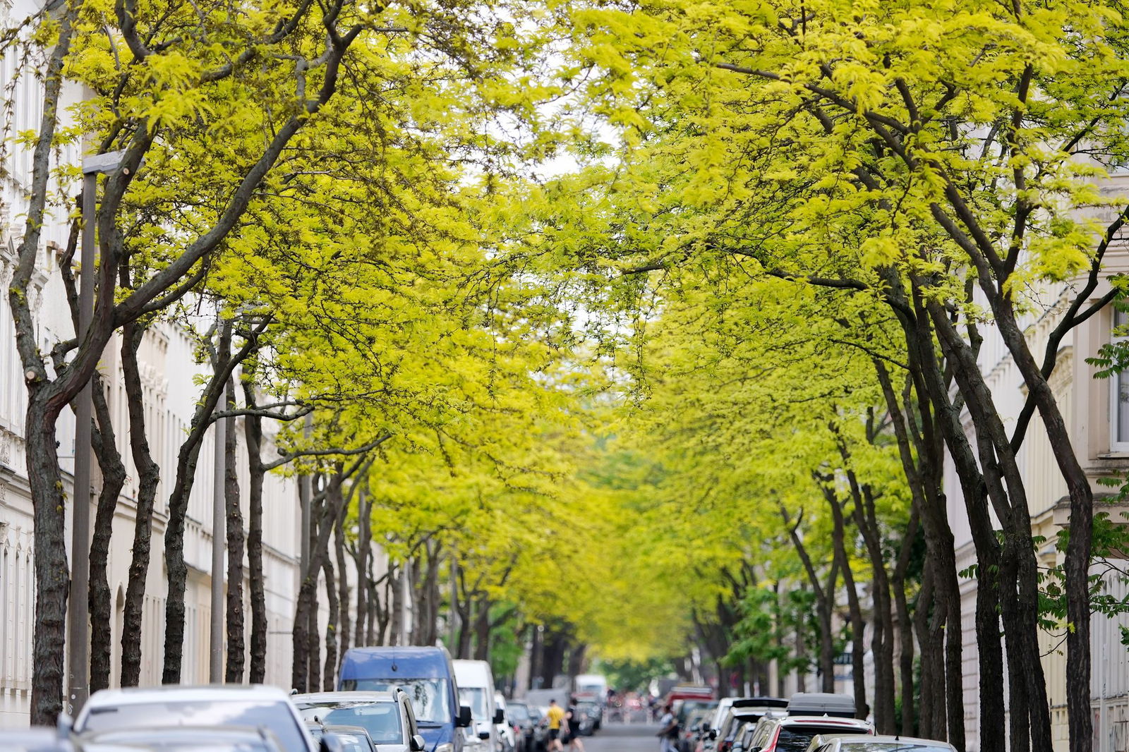 Gleditschien zählen zu den «Klimabäumen»- sie können auch Hitze in der Stadt vertragen.