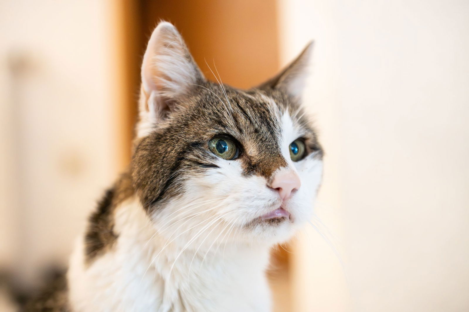 Mit einer Mail war es schnell geklärt. Kater Moritz muss keinen Rundfunkbeitrag zahlen.