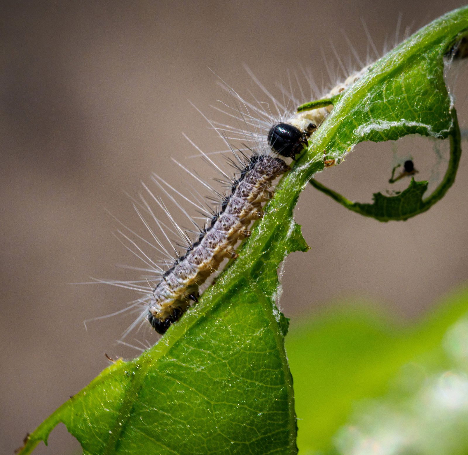 Die feinen Brennhaare des Eichenprozessionsspinners können für den Menschen gefährlich werden (Archivbild)
