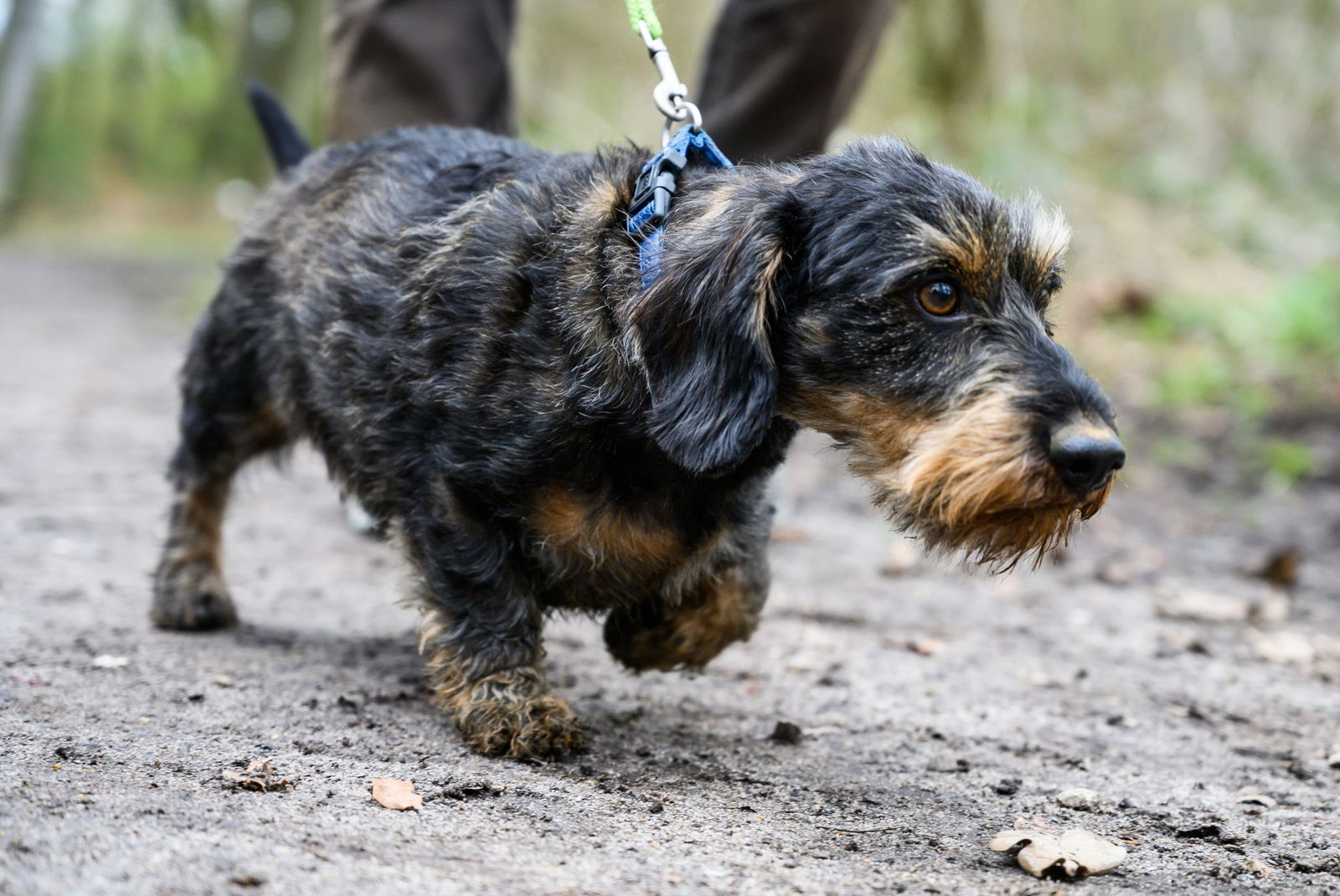 Auch kleine Hunde haben einen Jagd- und Spieltrieb. (Symbolbild)