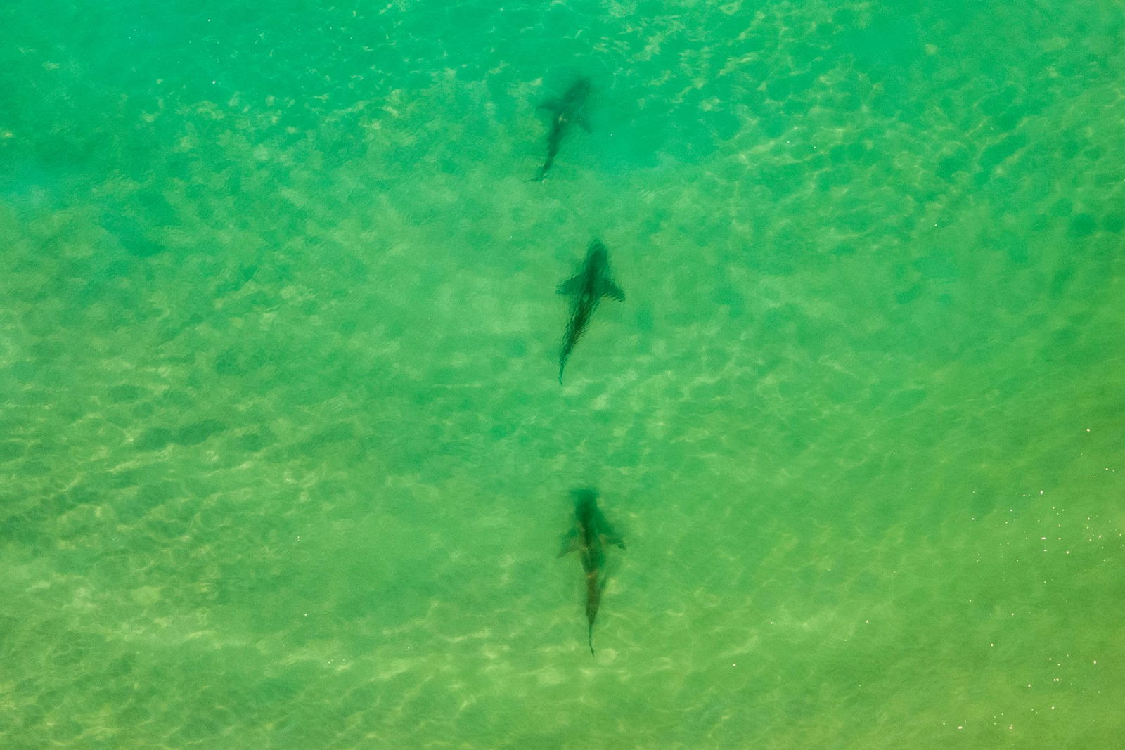 In einer Gegend im Norden Israels sammeln sich zwischen November und Mai Sandbank- und Schwarzhaie. (Archivbild) 