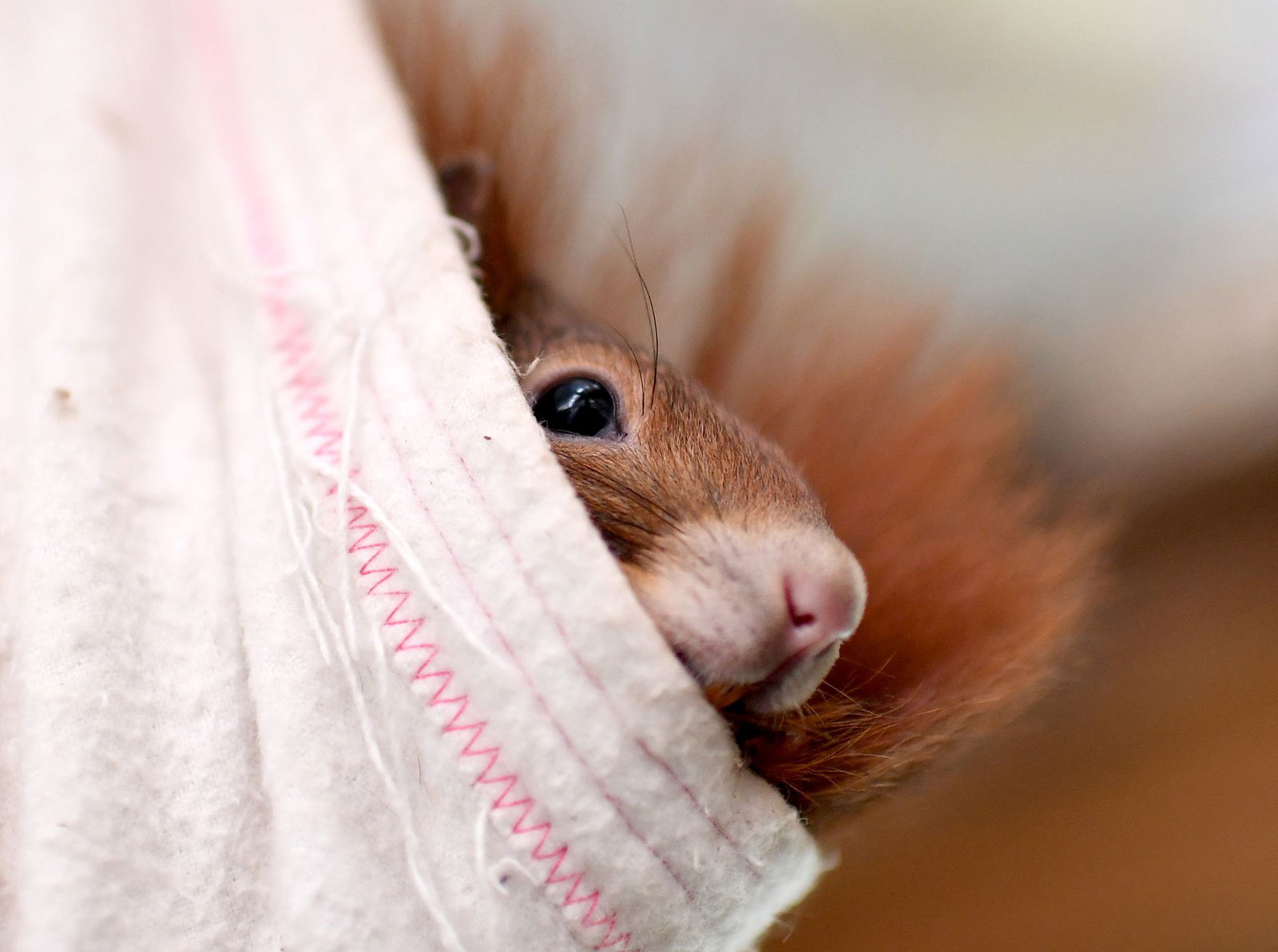 Wildtiere wie dieses Eichhörnchen können in Zukunft nicht in der Auffangstation des Zoos Neuwied behandelt werden. (Symbolbild)