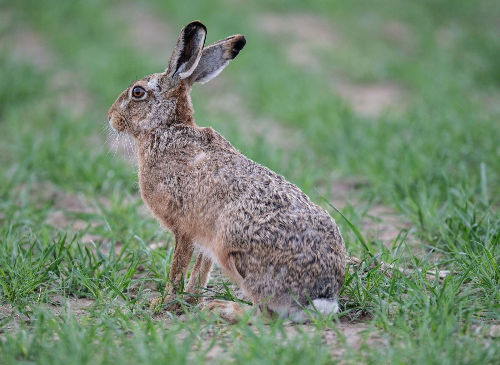 Bei einem Feldhasen in der Gemeinde Niederöfflingen ist die Hasenpest nachgewiesen worden. (Symbolbild) 