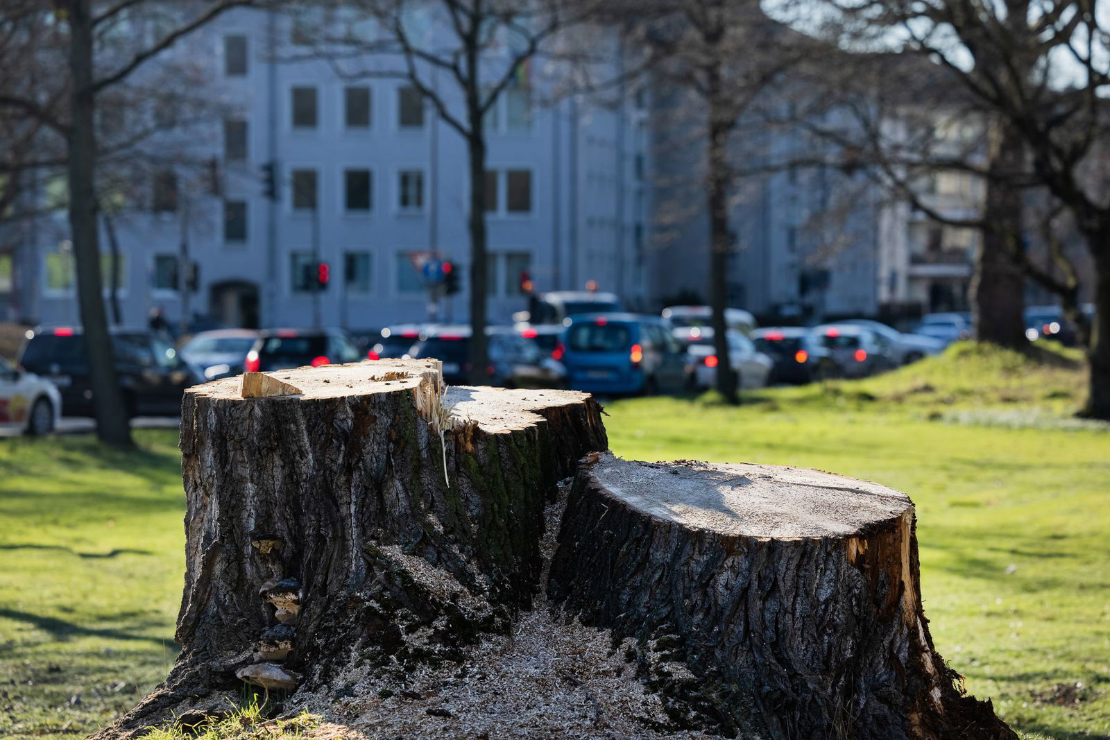 Kommunen müssen noch mehr zum Erhalt ihrer Bäume tun, mahnen Forscher.