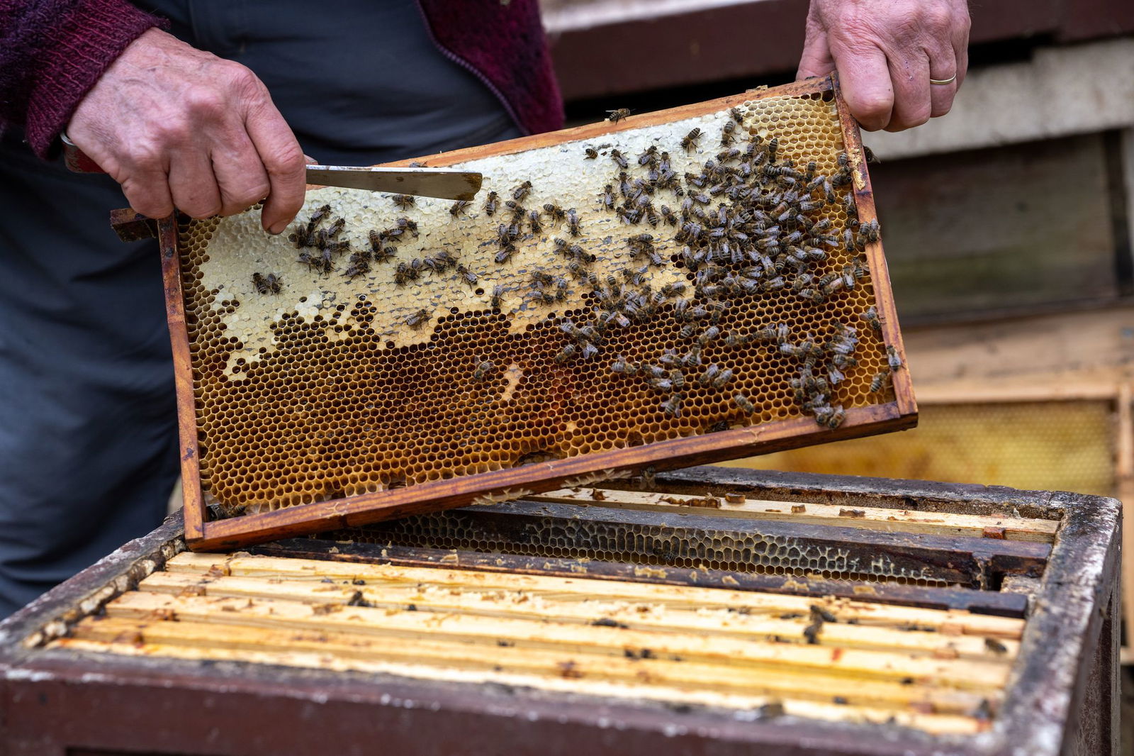 Im Sommer kann ein Volk auf bis zu 40.000 Bienen anwachsen.