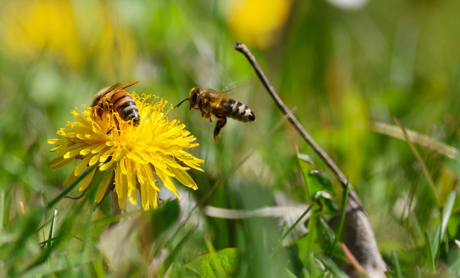 Es wird richtig warm: Mit der neuen Woche steigen im Land die Temperaturen. (Archivbild)