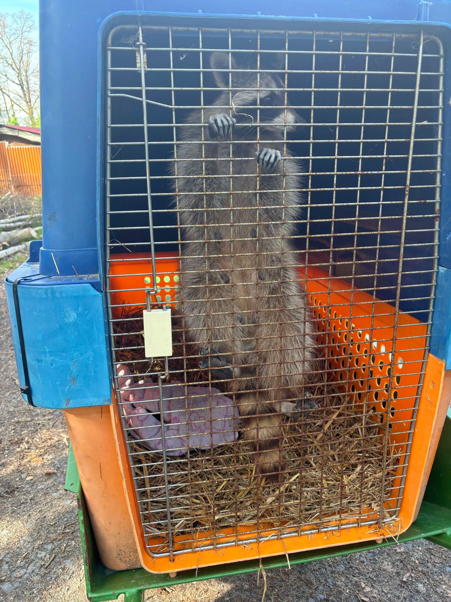 Im Waldzoo wird die Waschbären-Familie aufgepäppelt. 