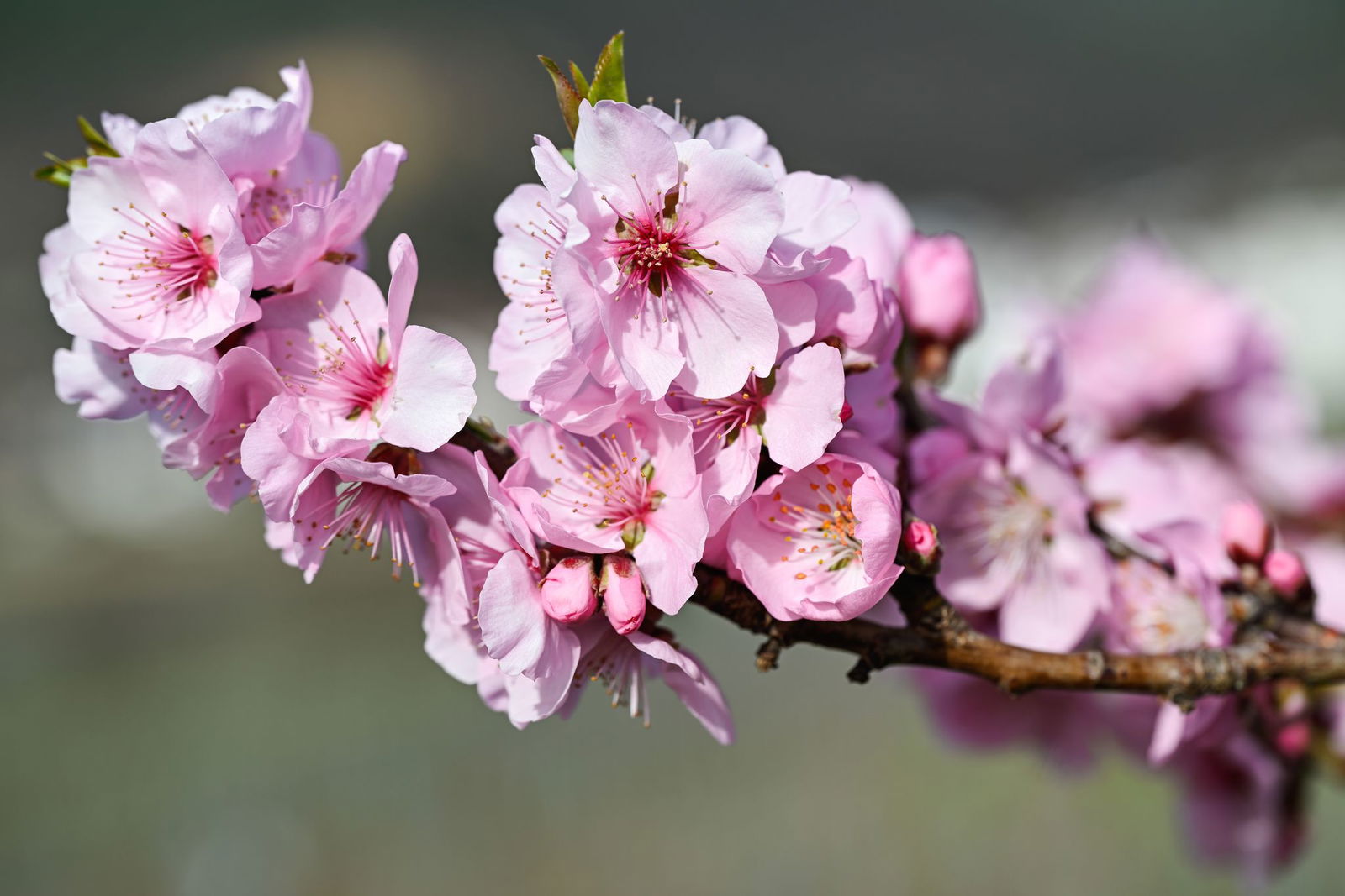 Viel Sonne und teilweise mehr als 20 Grad sind für Rheinland-Pfalz und das Saarland vorhergesagt. (Archivbild)