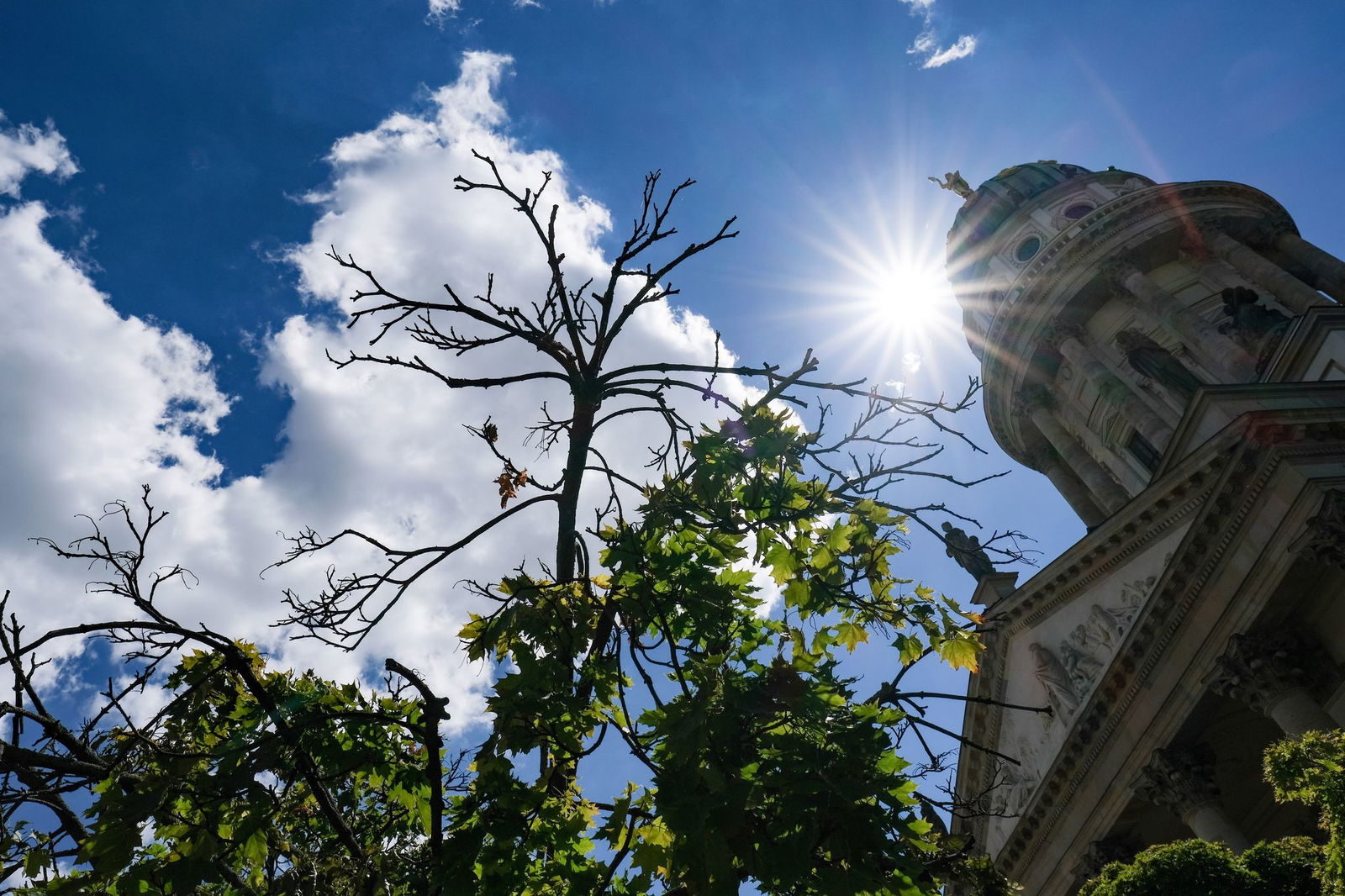 Die Trockenheit belastet die Bäume in den Städten noch mehr als in den Wäldern. 