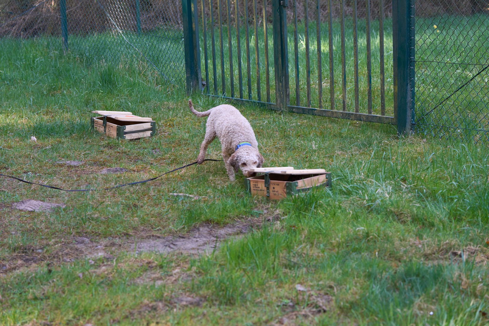 Interesse zeigen, aber nicht die Kiste mit den Wildschweinresten zerfleischen: Test für die Spürhund-Eignung bestanden. 
