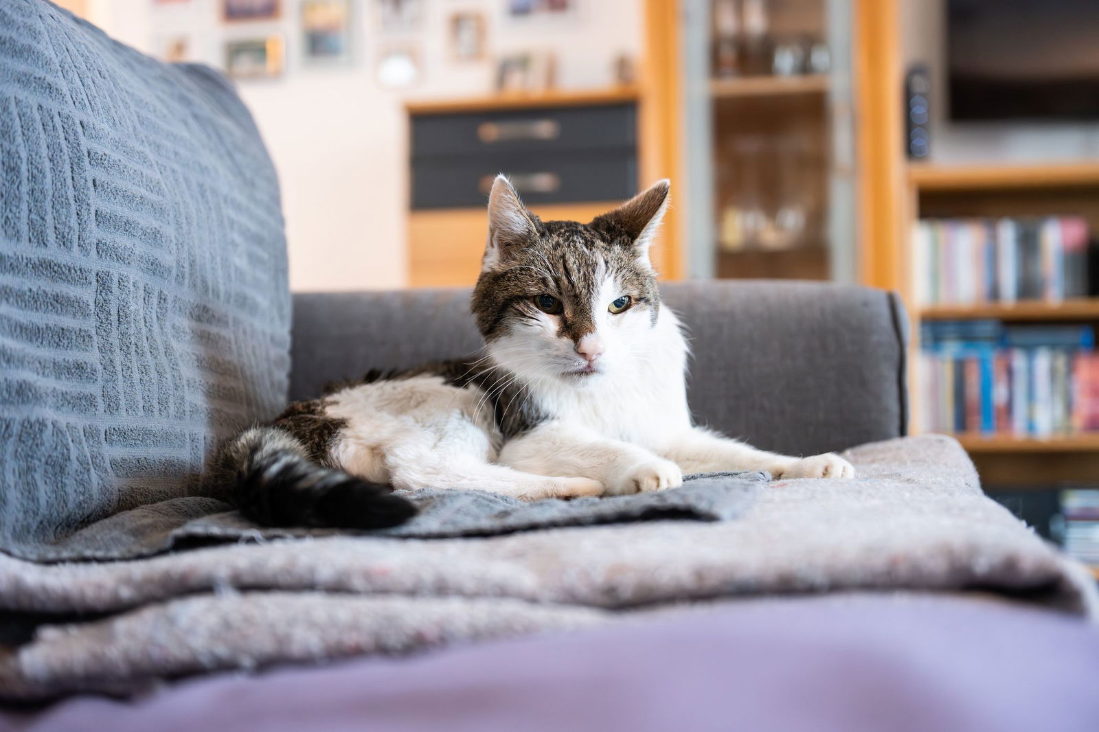 Kater Moritz liegt entspannt auf der Couch, obwohl er Post vom Beitragsservice erhalten hat.