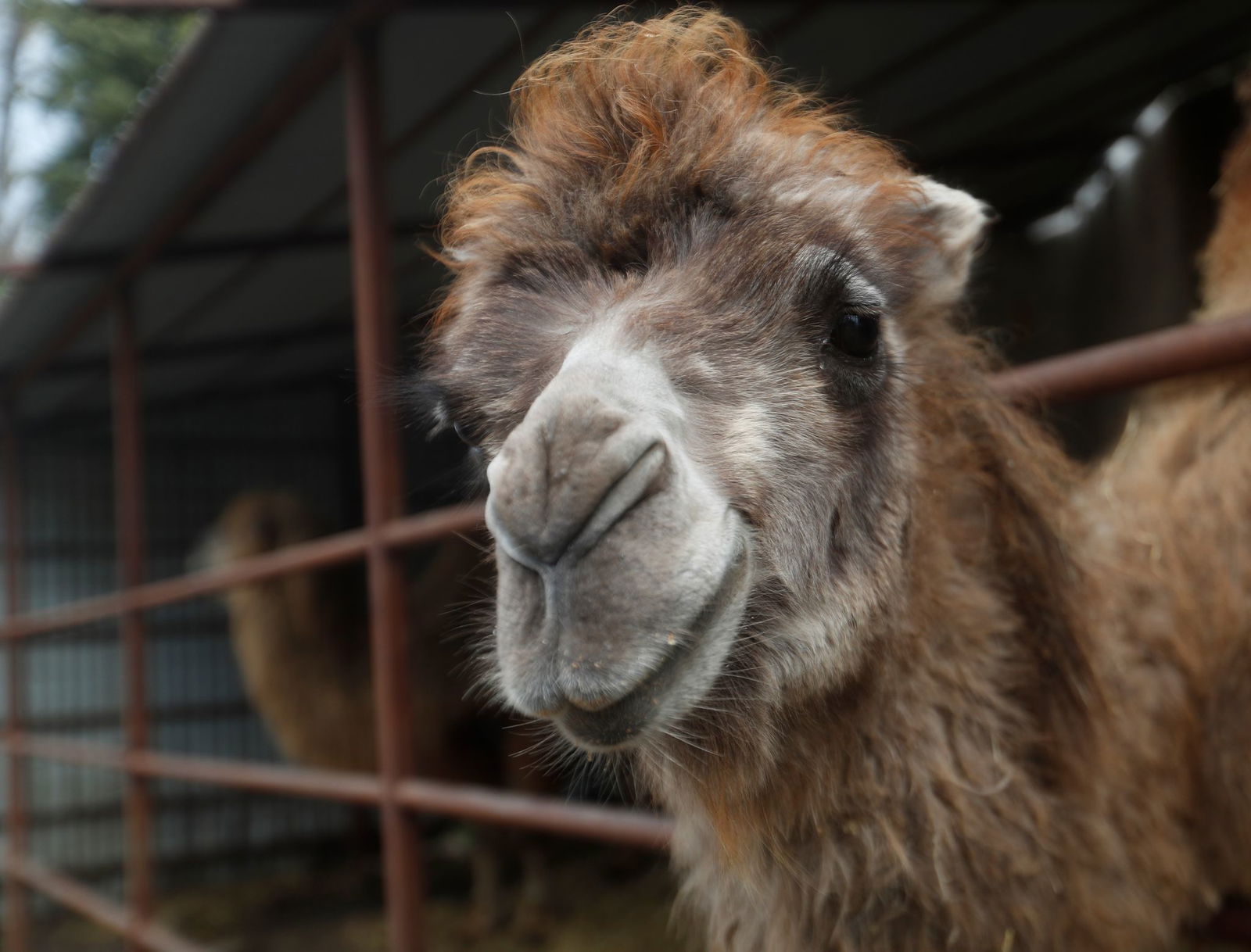 Erneut sind Kamele aus einem Zirkus ausgerissen. (Symbolbild)