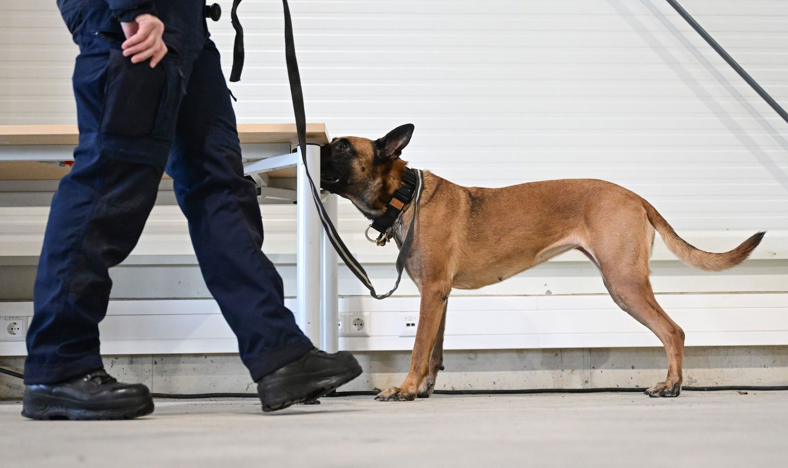 Bei den Ermittlungen helfen der Polizei auch speziell trainierte Datenträgerspürhunde wie Kyra. (Archivbild) 