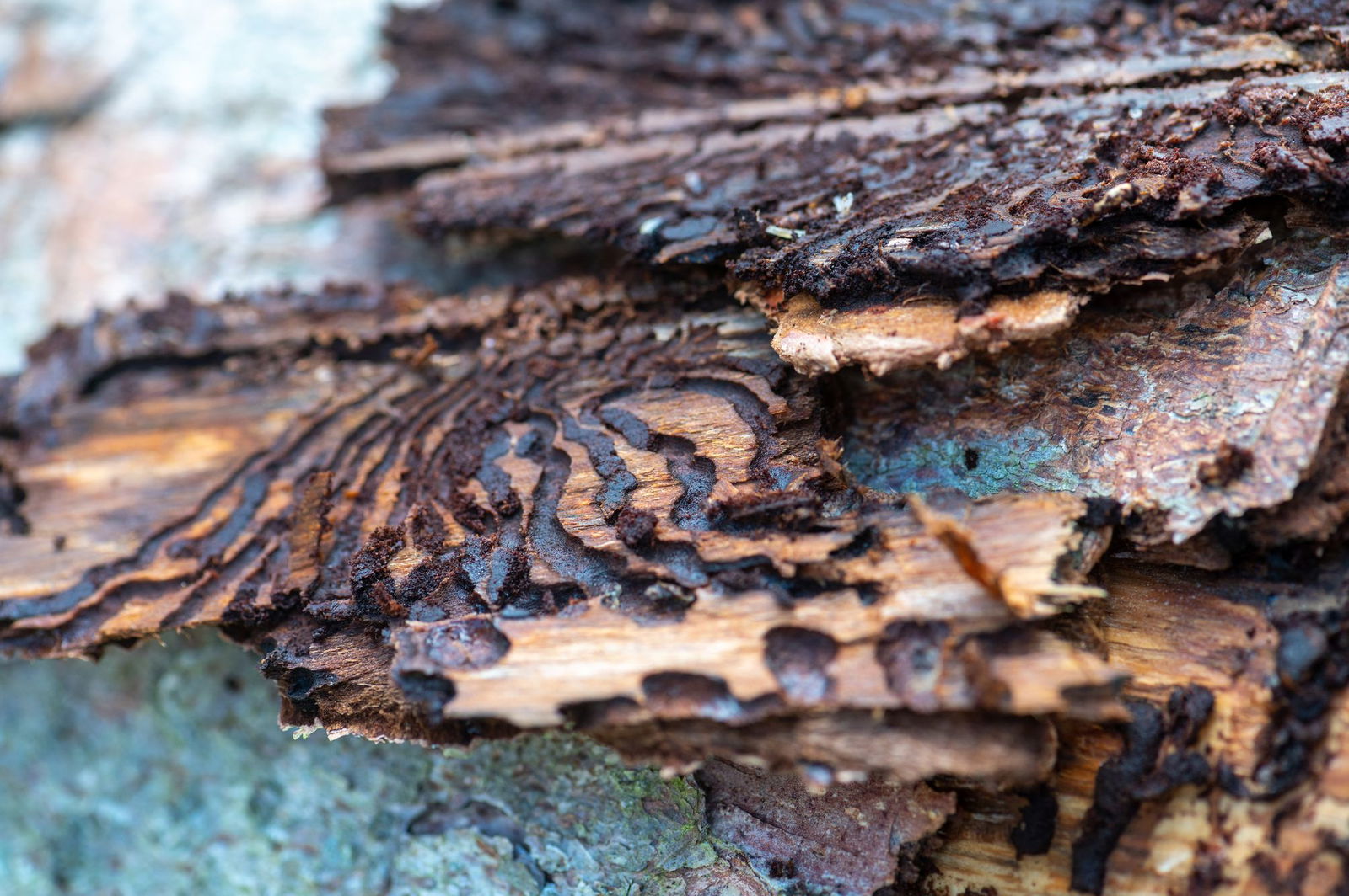 Der März war extrem trocken und bald schwärmen die Borkenkäfer wieder aus. (Symbolbild)  