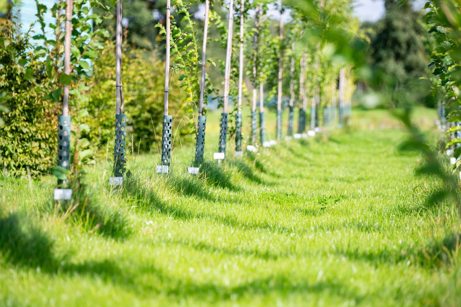 Welche Bäume können dem fortschreitenden Klimawandel in unseren Städten standhalten? Experten suchen nach Lösungen.