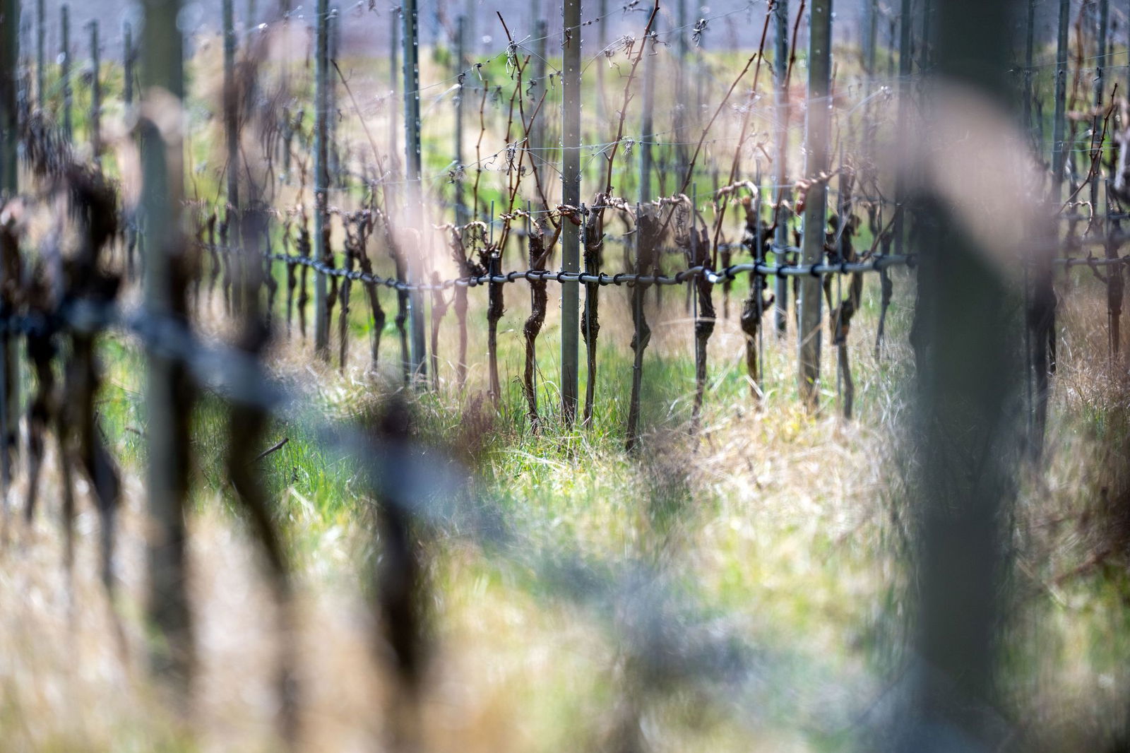 Auch die Weingärtner sind noch entspannt. (Archivbild)