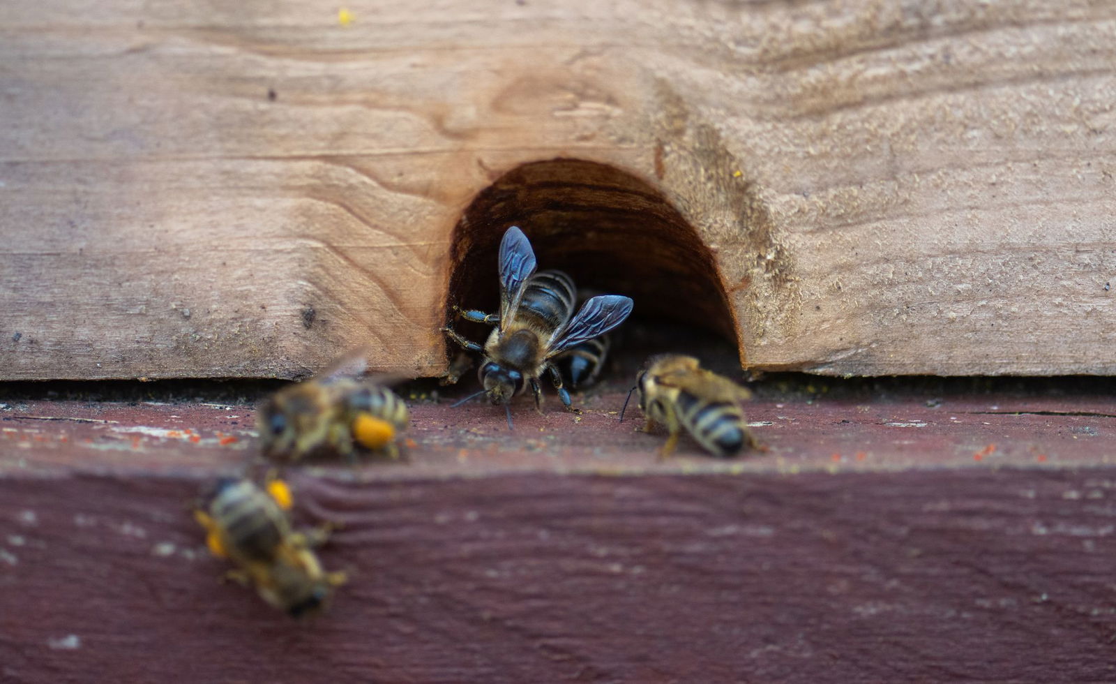 An den Fluglöchern geht der Betrieb los.