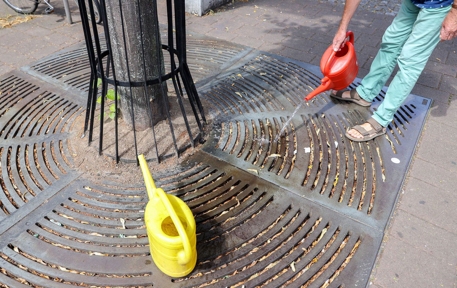 Baumpatenschaften helfen durstigen Stadtbäumen.